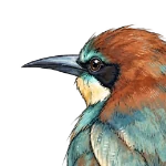 Avoidant Bird
