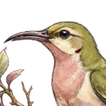 Craving Bird